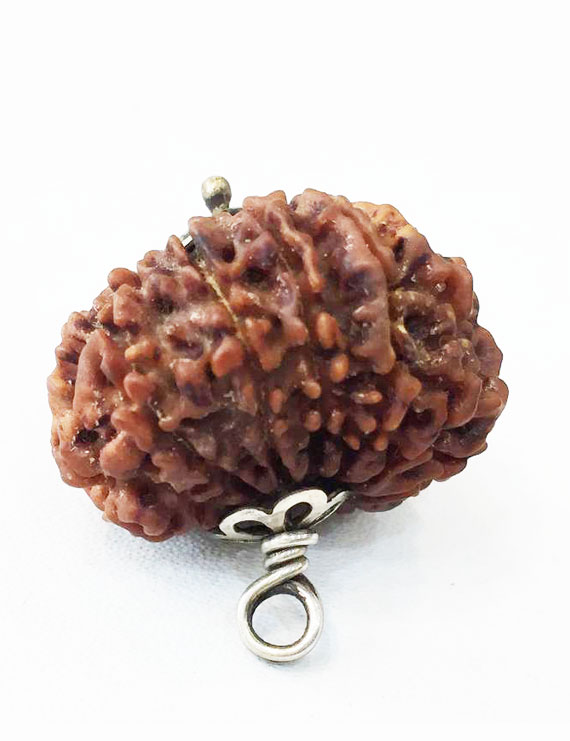 14 Mukhi Nepali Rudraksha